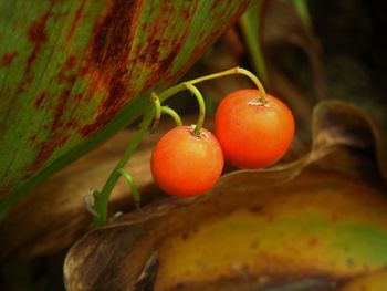 Close-up of tomatoes growing on plant