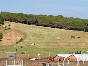 View of sheep grazing on field against sky