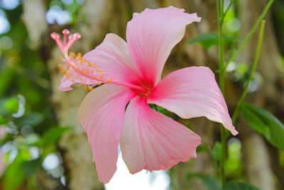 Close-up of pink hibiscus flower