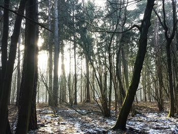 Trees in forest against sky