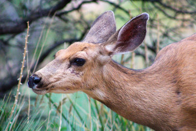 Close-up of deer