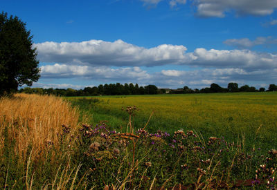 Scenic view of field against sky