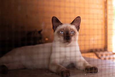 Cat sitting inside of cage