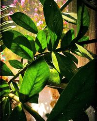 High angle view of potted plant leaves