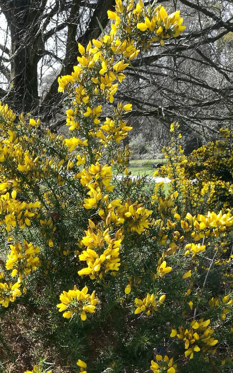 CLOSE-UP OF YELLOW FLOWERS ON TREE