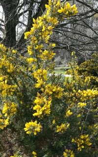 Yellow flowers on tree