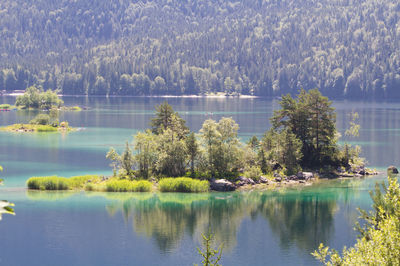 Scenic view of lake in forest