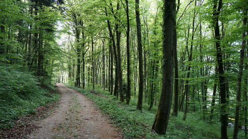 Trail amidst trees in forest