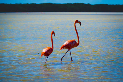 Swans swimming in lake