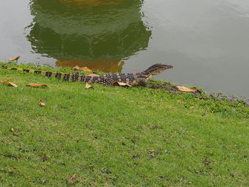 Close-up of lizard on grass