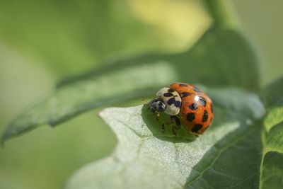 Close-up of ladybug on leaf