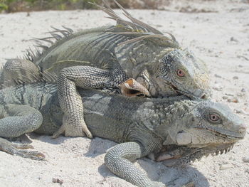 Iguanas mating on sand