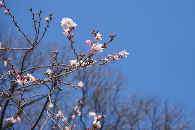 Close-up of cherry blossom against blue sky