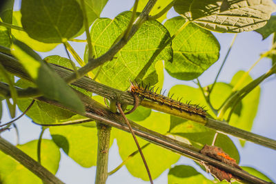 Close-up of insect on leaves