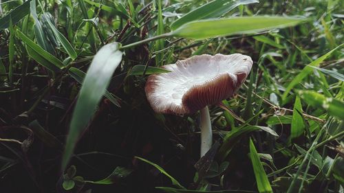 Close-up of mushroom growing on field