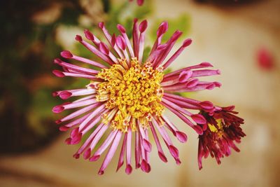 Close-up of pink flower blooming outdoors