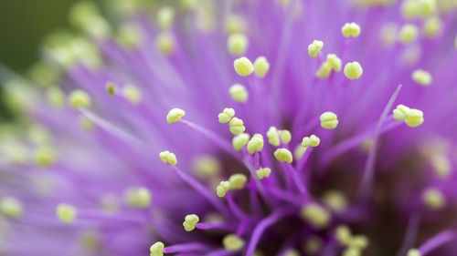 Close-up of flowers