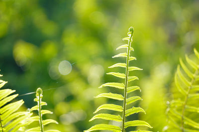 Close-up of plant growing outdoors