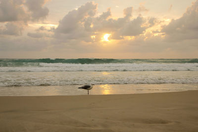 Bird on beach against sky during sunset