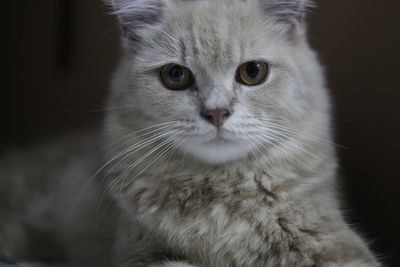 Close-up portrait of cat