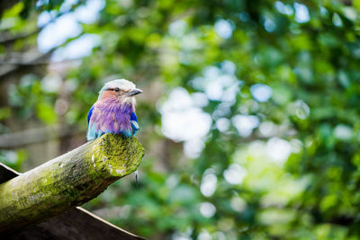 Close-up of bird perching on branch