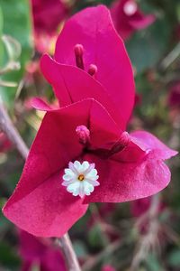 Close-up of pink flower blooming on tree