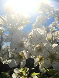 Close-up of white flowers