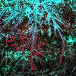 Close-up of wilted plant