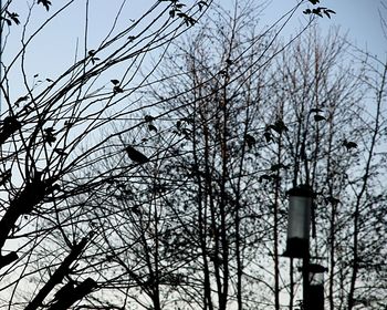 Low angle view of bird perching on bare tree against sky