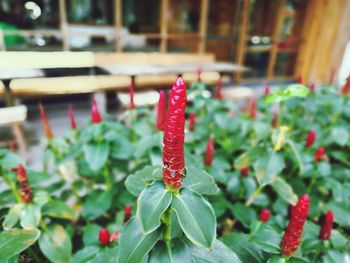 Close-up of red flower growing in greenhouse