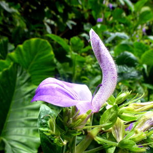 Close-up of flower blooming outdoors
