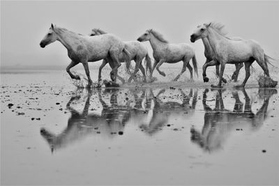 Horses in a lake