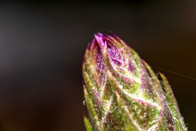 Close-up of purple flowering plant