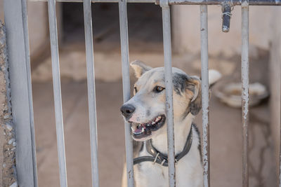 Close-up of dog on metal fence