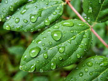 Close-up of wet plant leaves during rainy season