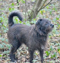 Dog standing outdoors