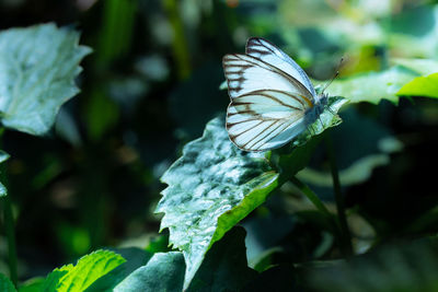 Close-up of butterfly on leaf