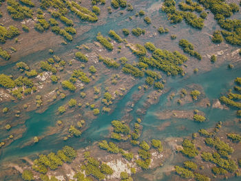 High angle view of agricultural field