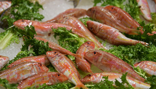 Close-up of seafood