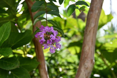 Close-up of pink flowering plant