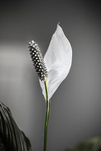 Close-up of white flowering plant