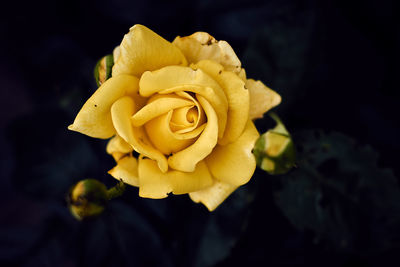 Close-up of yellow rose blooming against black background