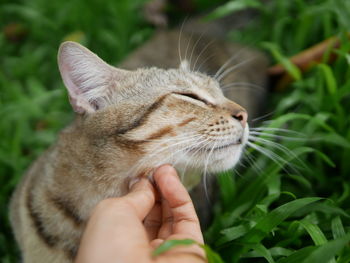 Close-up of hand holding cat