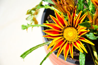 Close-up of yellow flowering plant