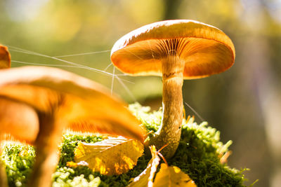 Close-up of mushroom growing in forest