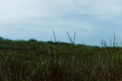 Wheat field against sky