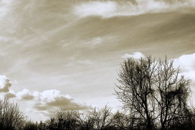 Low angle view of trees against sky