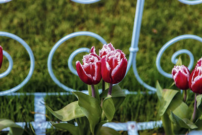 Close-up of red flowering plants