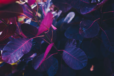 Close-up of leaves on plant