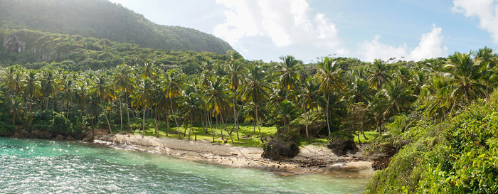 Panoramic shot of trees on land against sky